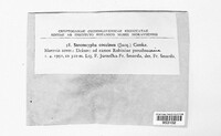 Sarcoscypha coccinea image